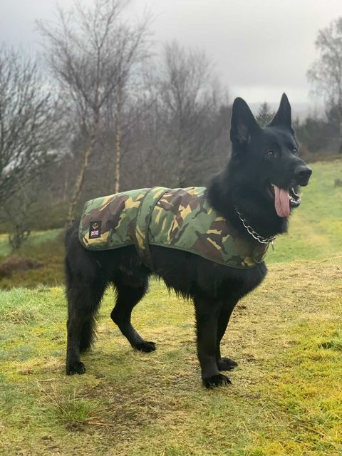Cotswold Aquarius Quilted Waterproof Dog Jacket with Optional Fleece Lining