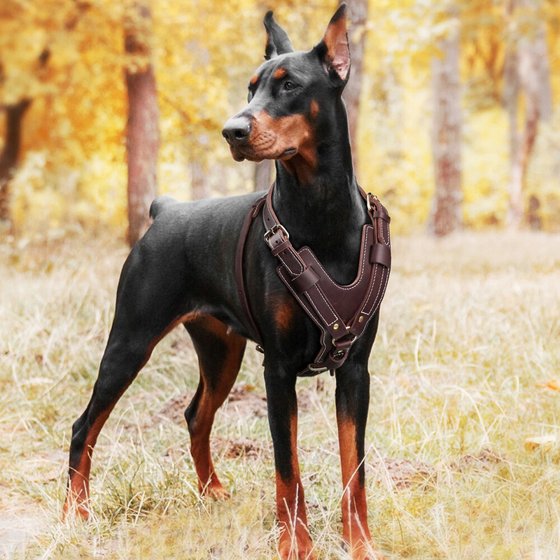 Strong Genuine Leather Dog Harness Adjustable for Large Breeds Pitbull Mastiff