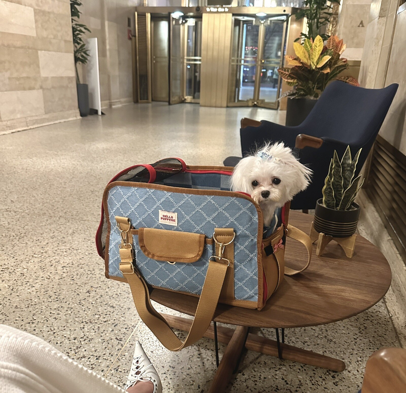 Dog Bag Carrier Fancy Tote Colorful Carry-On Pet Yorkie Waterproof Travel Purse