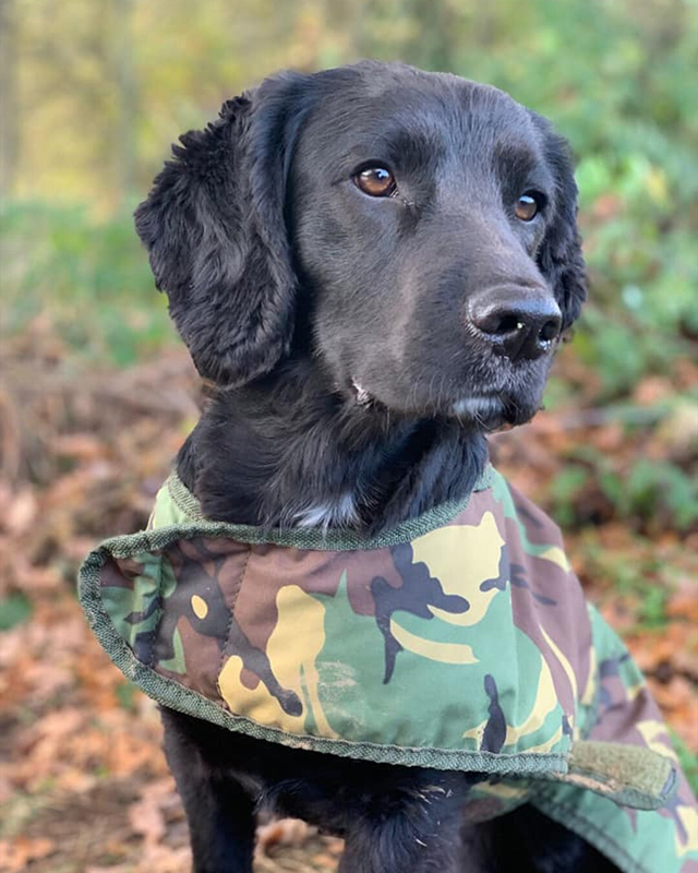 Cotswold Aquarius Quilted Waterproof Dog Jacket with Optional Fleece Lining