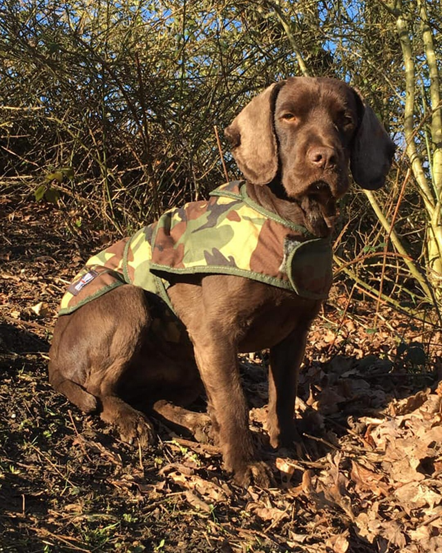 Cotswold Aquarius Quilted Waterproof Dog Jacket with Optional Fleece Lining