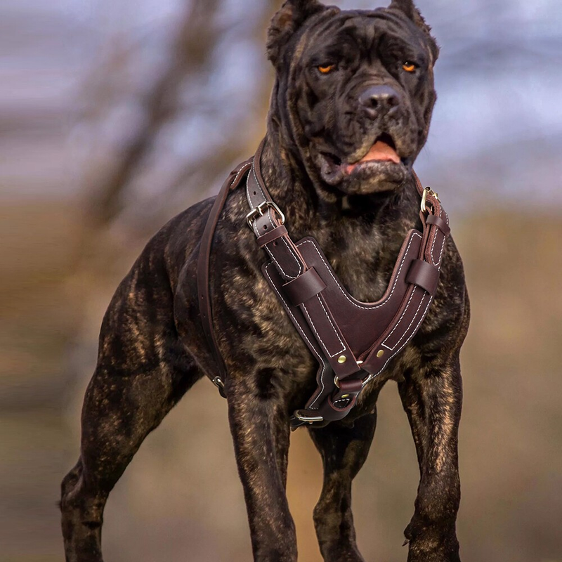 Strong Genuine Leather Dog Harness Adjustable for Large Breeds Pitbull Mastiff