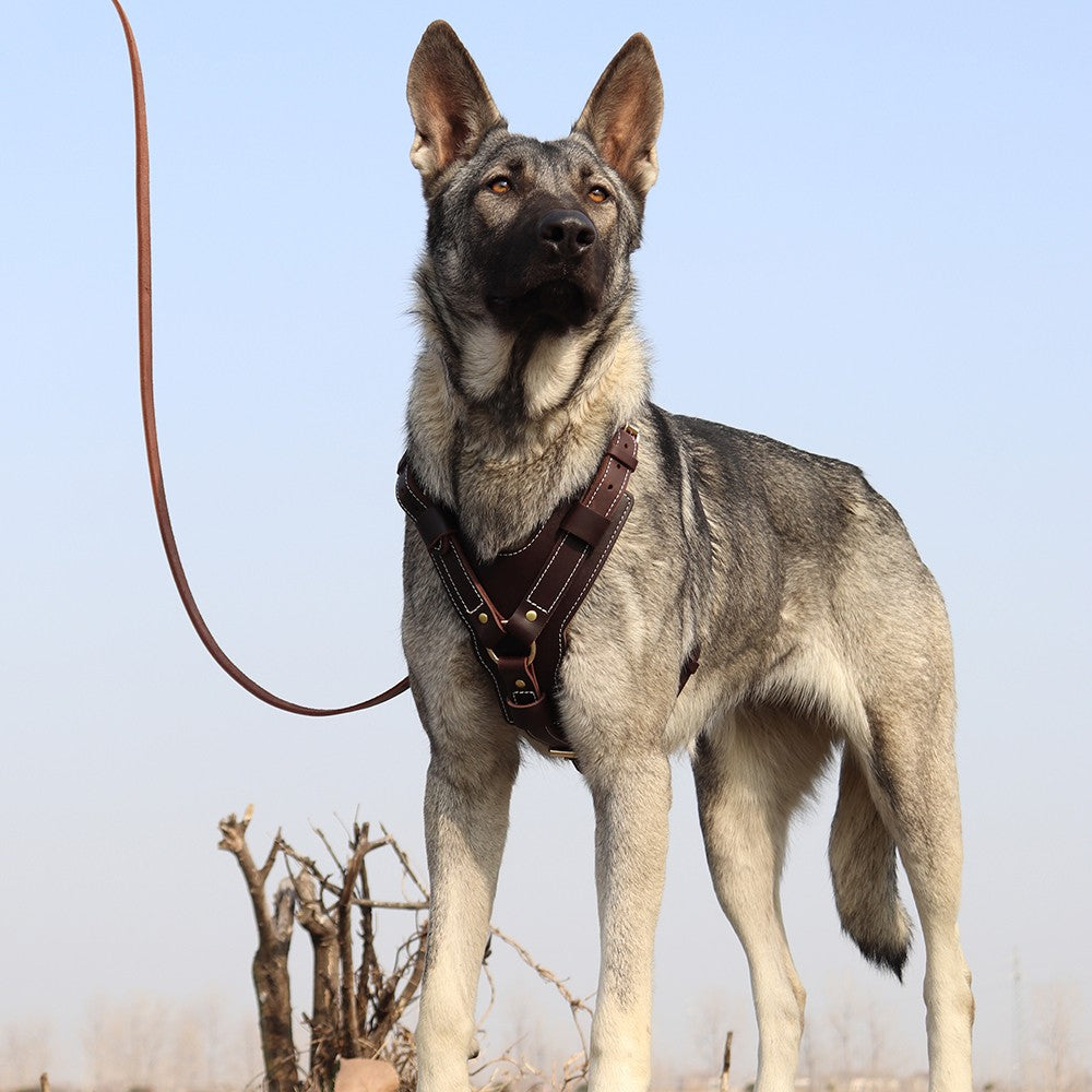 Strong Genuine Leather Dog Harness Adjustable for Large Breeds Pitbull Mastiff