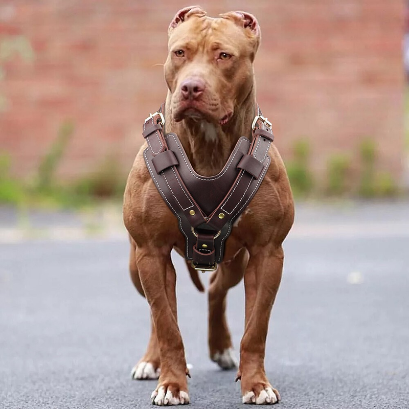 Strong Genuine Leather Dog Harness Adjustable for Large Breeds Pitbull Mastiff