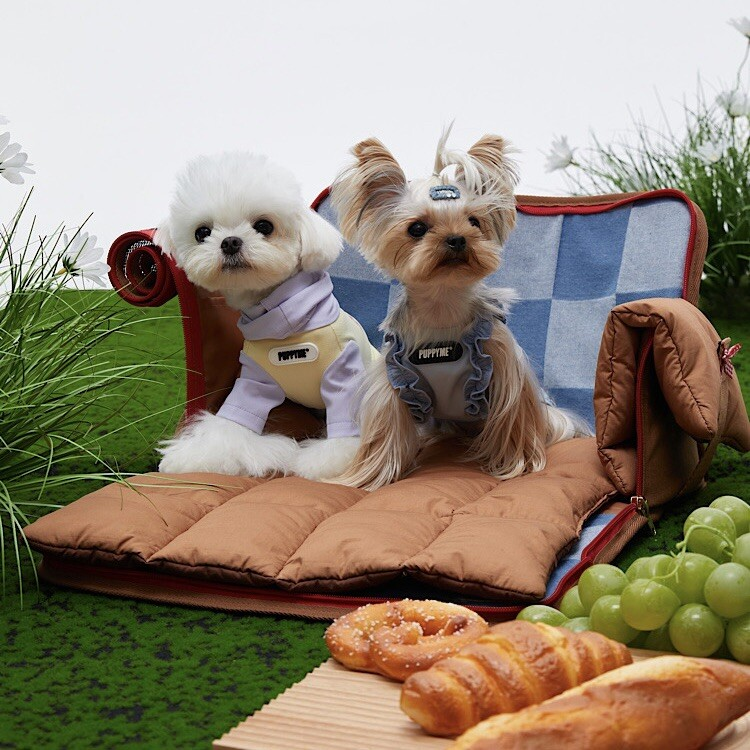 Dog Bag Carrier Fancy Tote Colorful Carry-On Pet Yorkie Waterproof Travel Purse