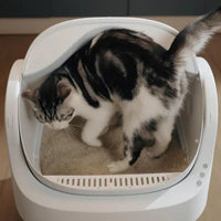 Petpivot Autoscooper 11 Open-Top Self-Cleaning Cat Litter Box with Odor-Free