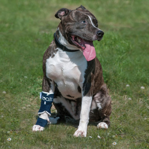 Balto Dog Carpal Instability Brace: Carpal Hyperextension. BT-SPLINT Orthopaedic